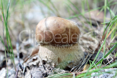 Beautiful and small cep in the grass