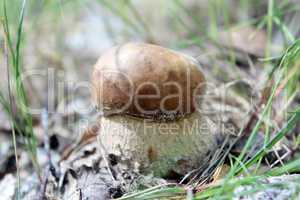 Beautiful and small cep in the grass