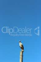 stork standing on the telegraph-pole