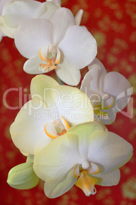 Fine branch of the white orchid on the red