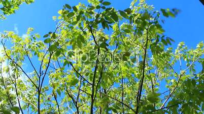 flowers of walnut on the branch of tree