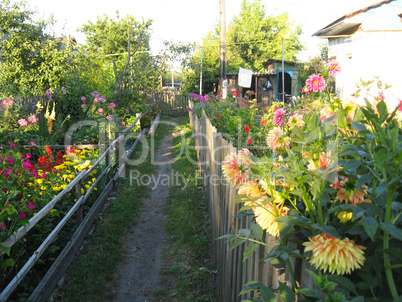 flowers of red Dahlia growing on the rural path