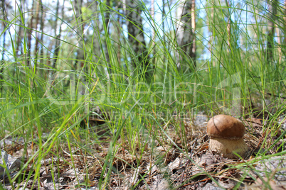 Beautiful and small cep in the grass