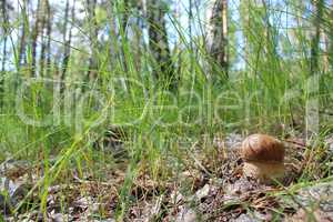 Beautiful and small cep in the grass