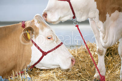 Cows at farm