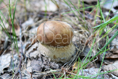 Beautiful and small cep in the grass