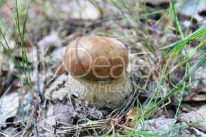 Beautiful and small cep in the grass