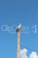 stork standing on the telegraph-pole