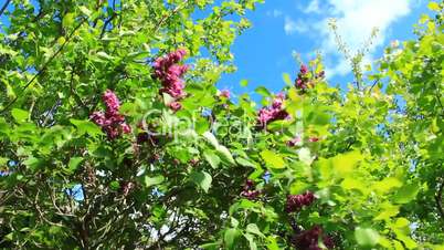 big bush of lilac