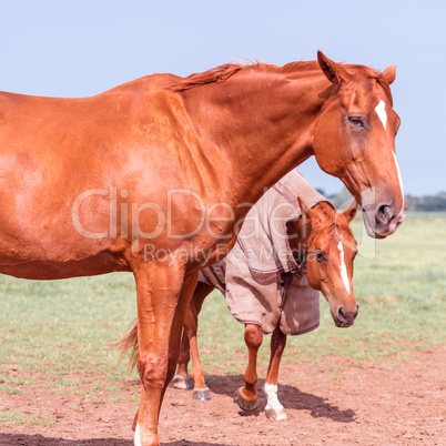 horse portrait