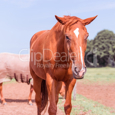 horse portrait