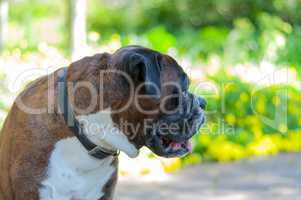 Close-up of a boxer