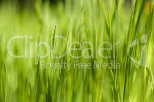 Close up of fresh thick grass with boken