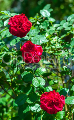 Three red roses