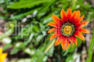 orange and red flower in green meadow