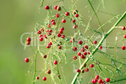 asparagus officinalis