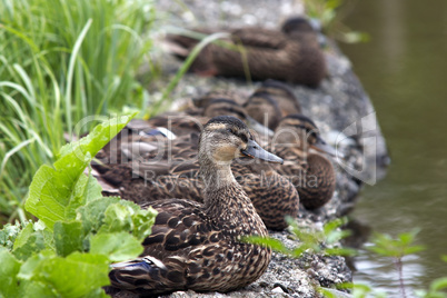 flock of ducks on the shore