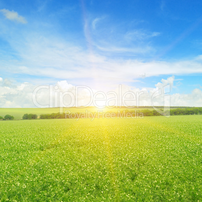 field, sunrise and blue sky