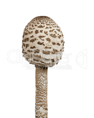 Parasol Mushroom