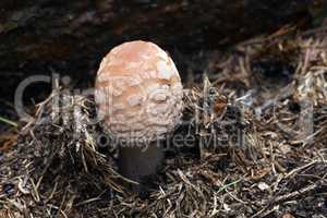 Blusher - Edible Mushroom