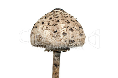 Parasol Mushroom