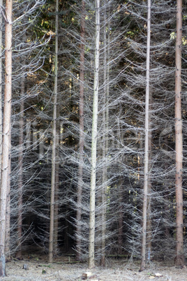Dense spruce forest