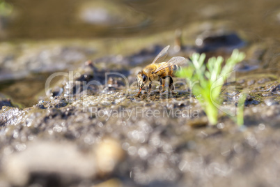 Westliche Honigbiene - Apis mellifera