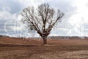 Tree in farmland