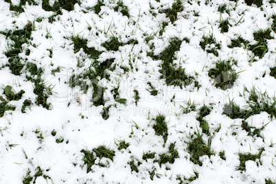 Meadow with snow in the winter