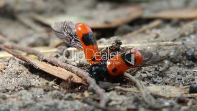ants and dead bug