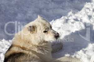 Dog resting on snow