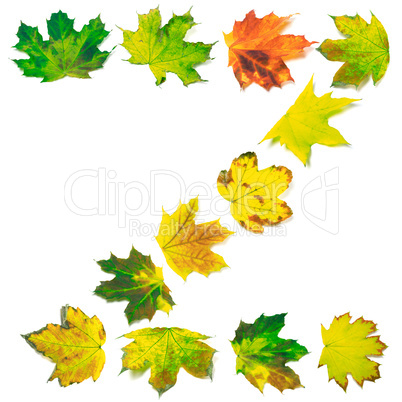 Letter Z composed of multicolor maple leafs