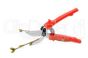 secateurs isolated on white background