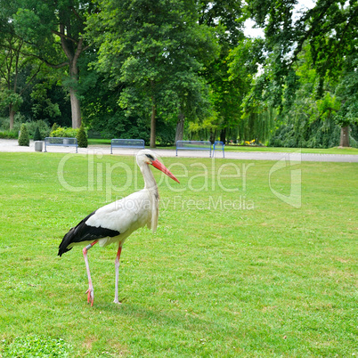 Stork on the meadow in a summer park