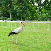Stork on the meadow in a summer park