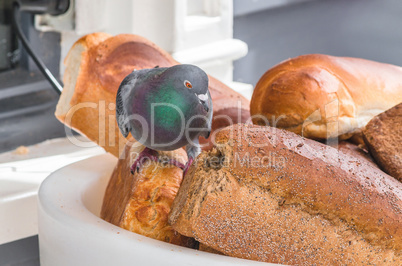 Taube frißt das Brot an