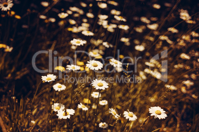 chamomile flowers, Matricaria recutita