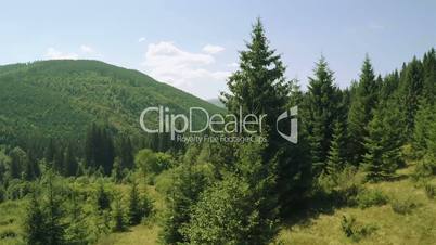 Flying over Spruces. Aerial Video