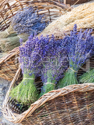 Lavendel