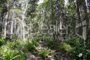 Nationalpark Skuleskogen, Höga Kusten, Schweden