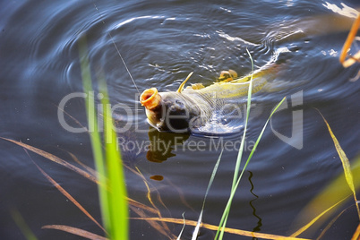 Catching carp bait in the water close up