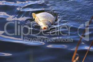 Catching carp bait in the water close up