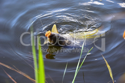 Catching carp bait in the water close up