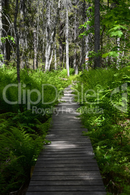Nationalpark Skuleskogen, Höga Kusten, Schweden