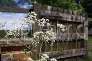 White flower in fron of a wooden fence