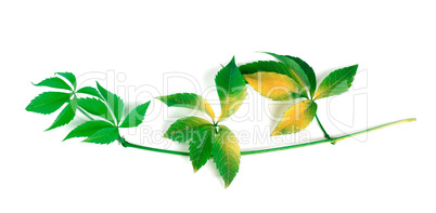 Yellowed branch of grapes leaves (Parthenocissus quinquefolia fo