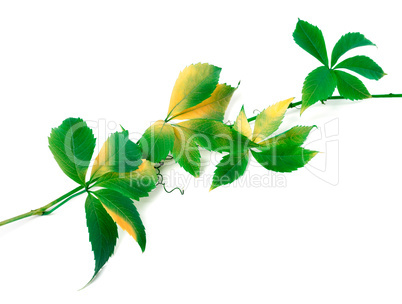 Green twig of grapes leaves