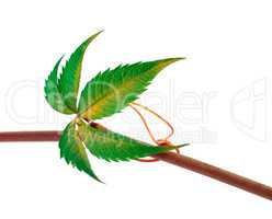 Multicolor twig of grapes leaves, parthenocissus quinquefolia fo