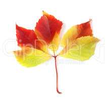 Autumnal grapes leaf on white background