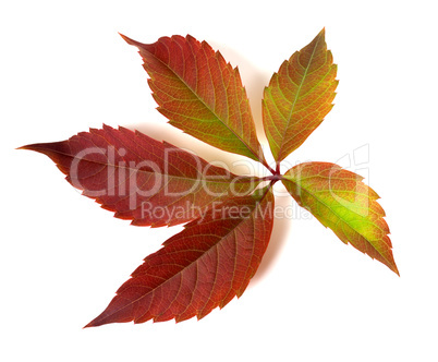 Autumnal multicolor grapes leaf